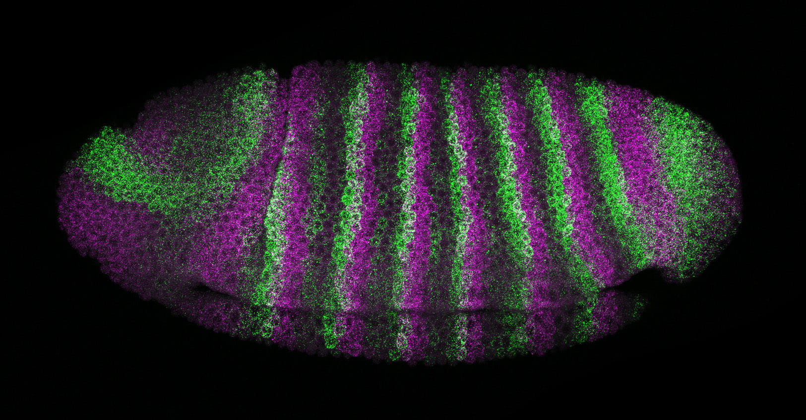 This fruit fly embryo has been treated to reveal the mRNA expression patterns of two cell surface receptors.