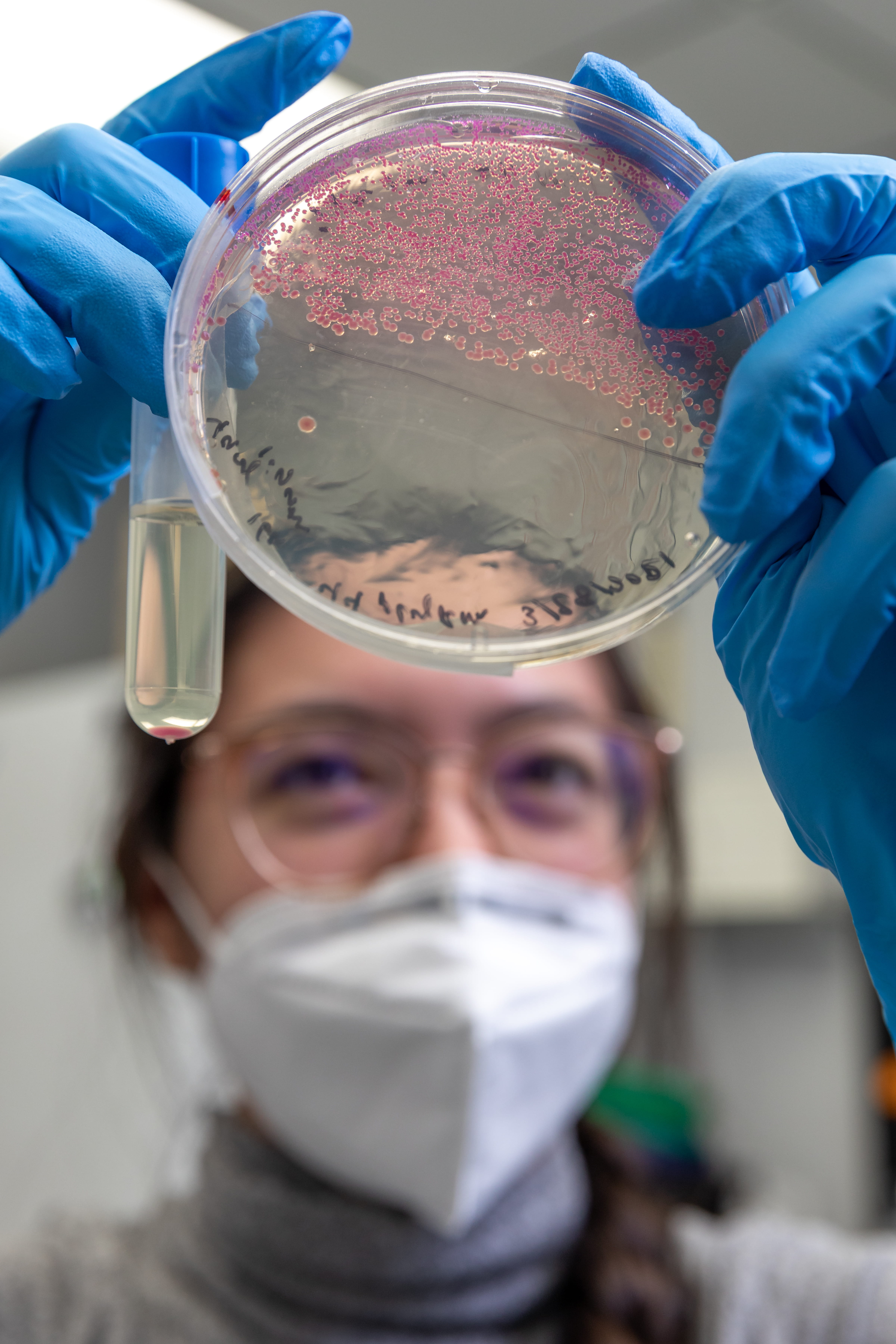 Mary Jia searches for bacteria colonies that contain the plasmid needed to construct the gene-editing tool she’s designing.